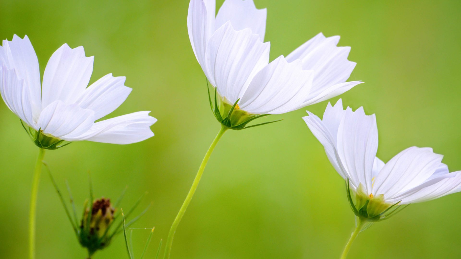 White Cosmos Beautiful Flowers HD Wallpapers Backgrounds Images